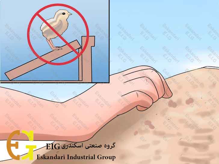 Breed-and-Incubate-Pheasants-Step-21-چگونگی-پرورش-و-جوجه-کشی-قرقاول-