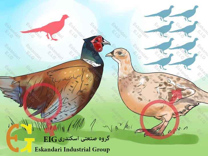 Breed-and-Incubate-Pheasants-Step-3-چگونگی-پرورش-و-جوجه-کشی-قرقاول-