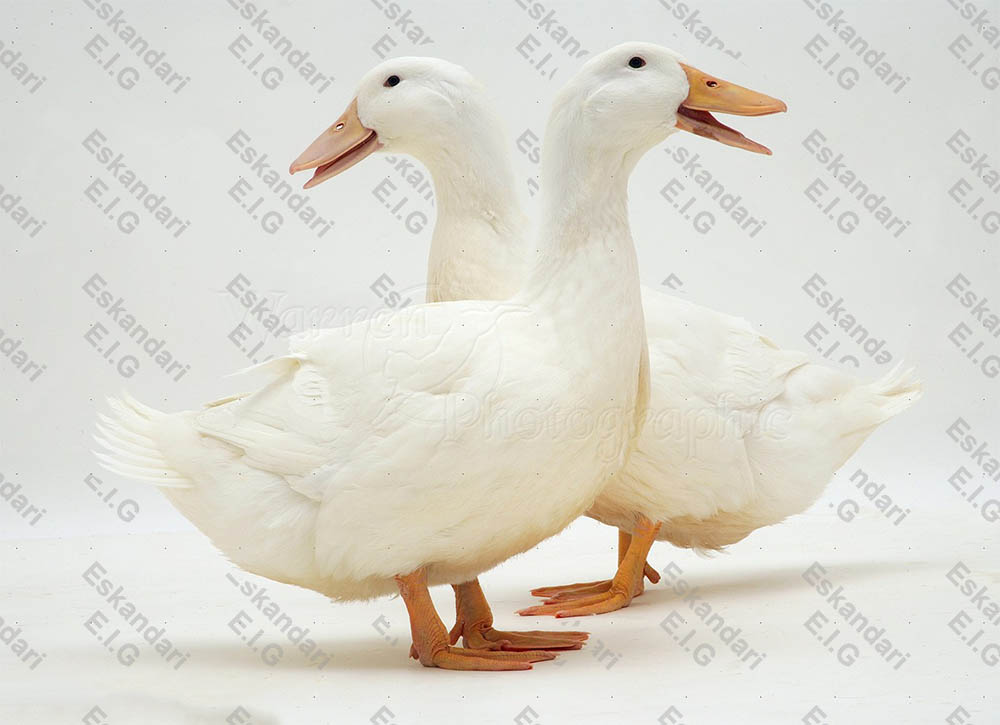 تعیین جنسیت اردک