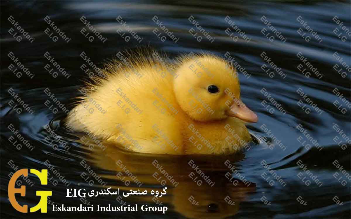 جوجه کشی تخم اردک - duck