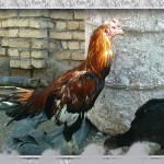خروس-لاری-larry-rooster-01
