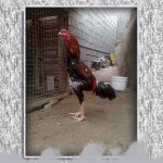 خروس-لاری-larry-rooster-04