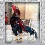 خروس-لاری-larry-rooster-05