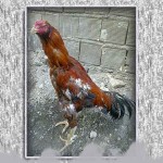 خروس-لاری-larry-rooster-06