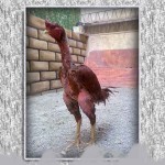 خروس-لاری-larry-rooster-07