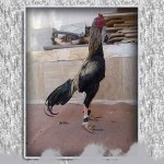خروس-لاری-larry-rooster-09