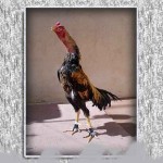 خروس-لاری-larry-rooster-10