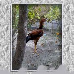 خروس-لاری-larry-rooster-12