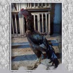 خروس-لاری-larry-rooster-13