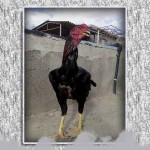 خروس-لاری-larry-rooster-14