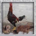 خروس-لاری-larry-rooster-17