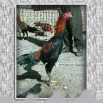 خروس-لاری-larry-rooster-18
