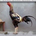 خروس-لاری-larry-rooster-20