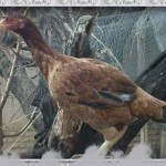 خروس-لاری-larry-rooster-22