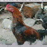 خروس-لاری-larry-rooster-24