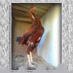 خروس-لاری-larry-rooster-25