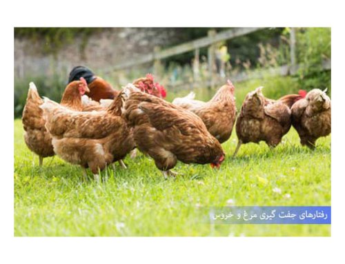 مزرعه مرغ – تمامی نکات طلایی برای شروع و اداره یک مزرعه مرغ
