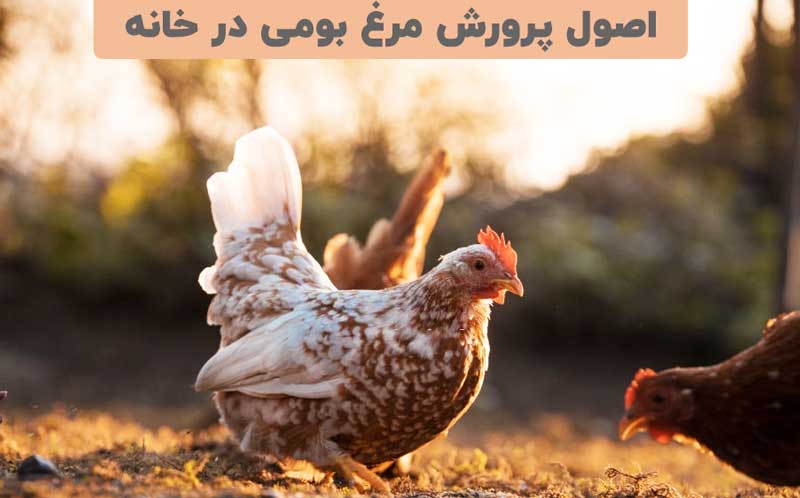 مهمترین دلایل پرورش مرغ محلی در مزرعه