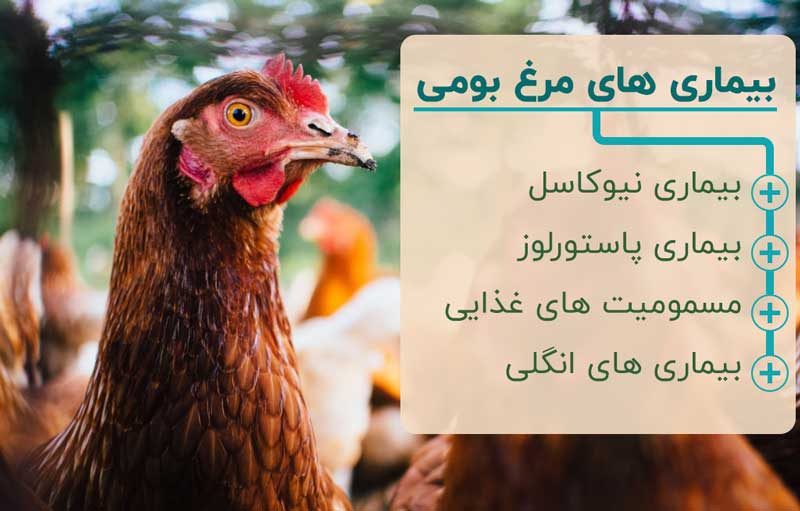 مهمترین بیماری های مرغ های محلی کدامند