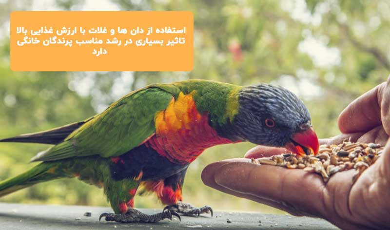 استفاده از غذای مغذی برای پرندگان خانگی