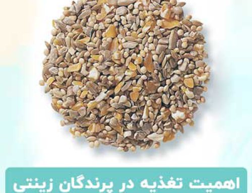 تغذیه پرندگان زینتی | مواد غذایی مضر برای پرندگان