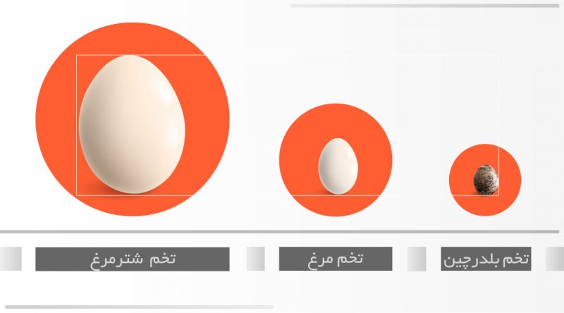 اندازه تخم پرندگان در راهنمای خرید ماشین جوجه کشی